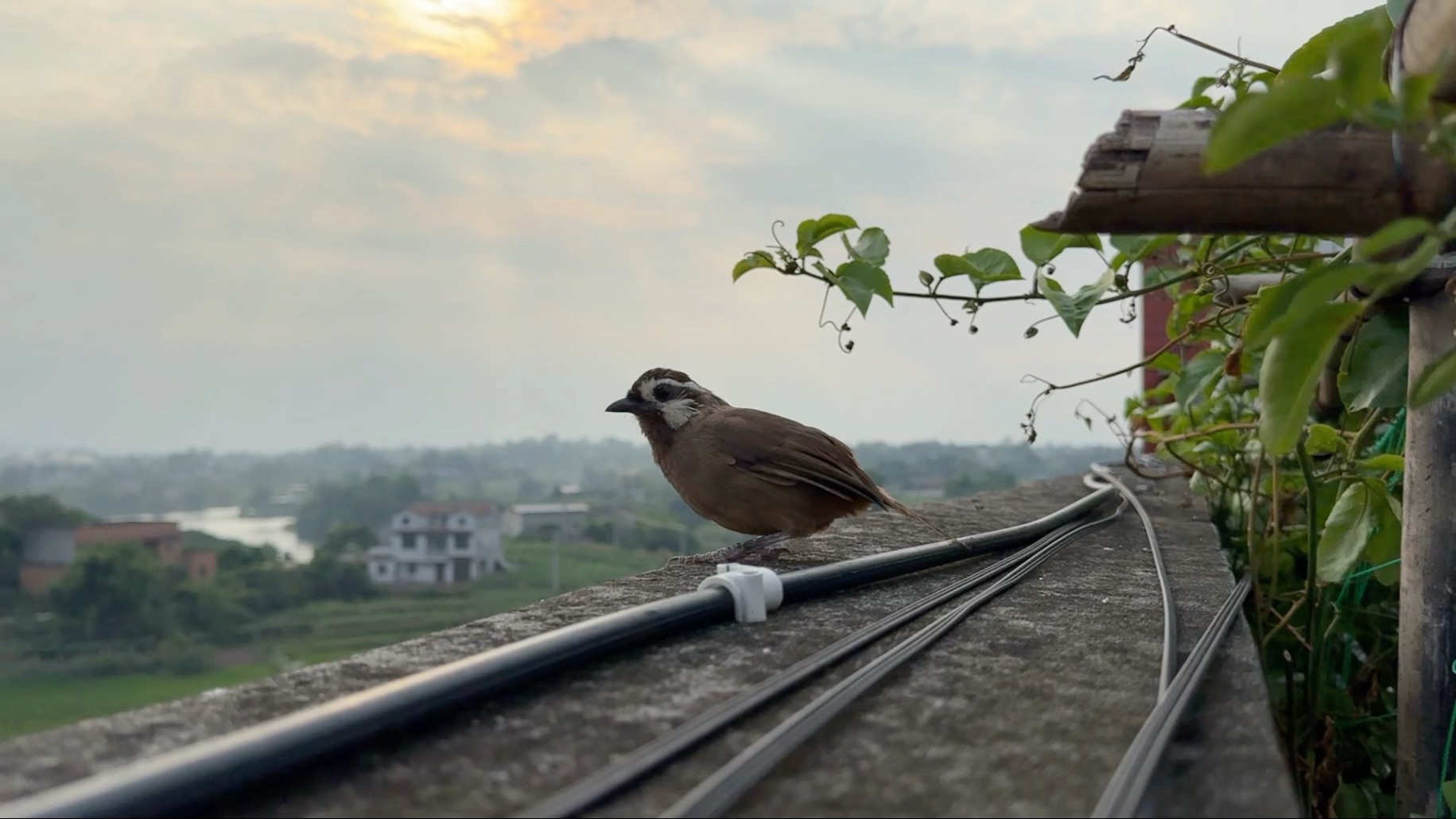 它可能是想找个上门女婿回家