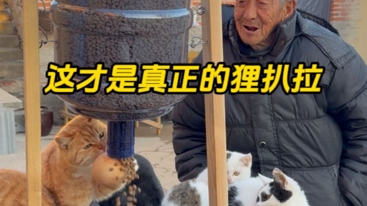 爷爷说这个黄猫子能当班长，不行了 笑亖我了