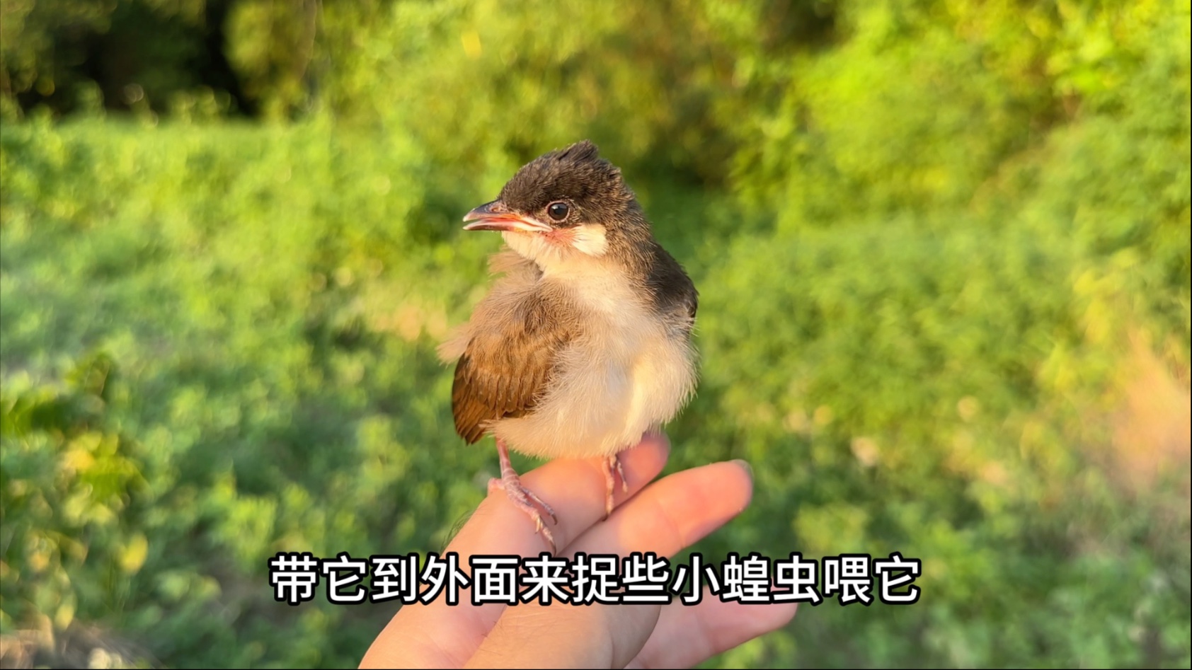 救助小家伙第四天，已经完全把我当鸟妈，带它到外面找吃的