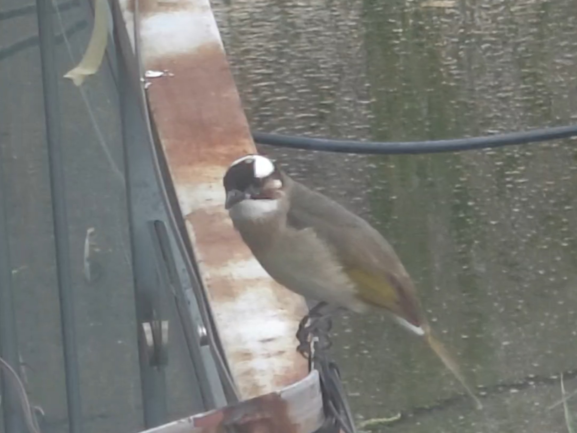 看到有一只麻雀洗水浴了 还以为它们只喜欢沙浴