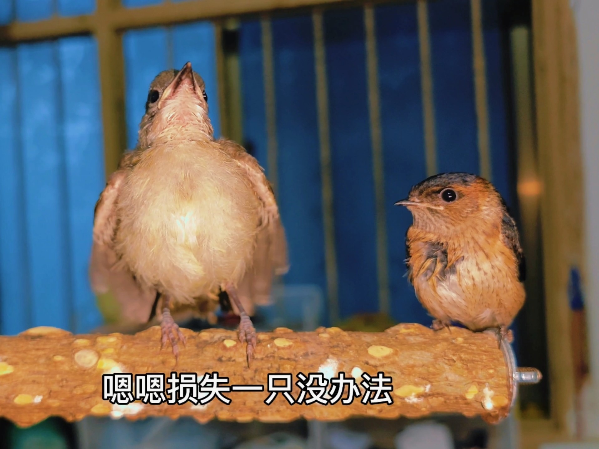 损失一只小燕子，猛禽现在是越来越多了，到哪都能遇到！