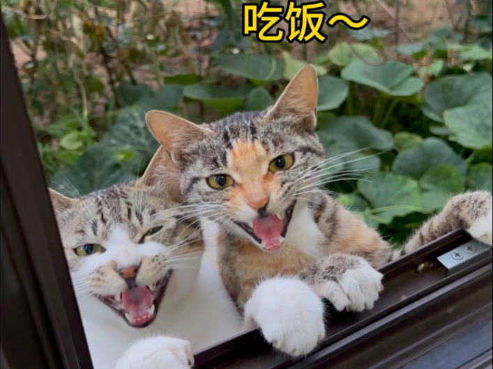 小流浪猫真能吃  盘子舔的贼干净！