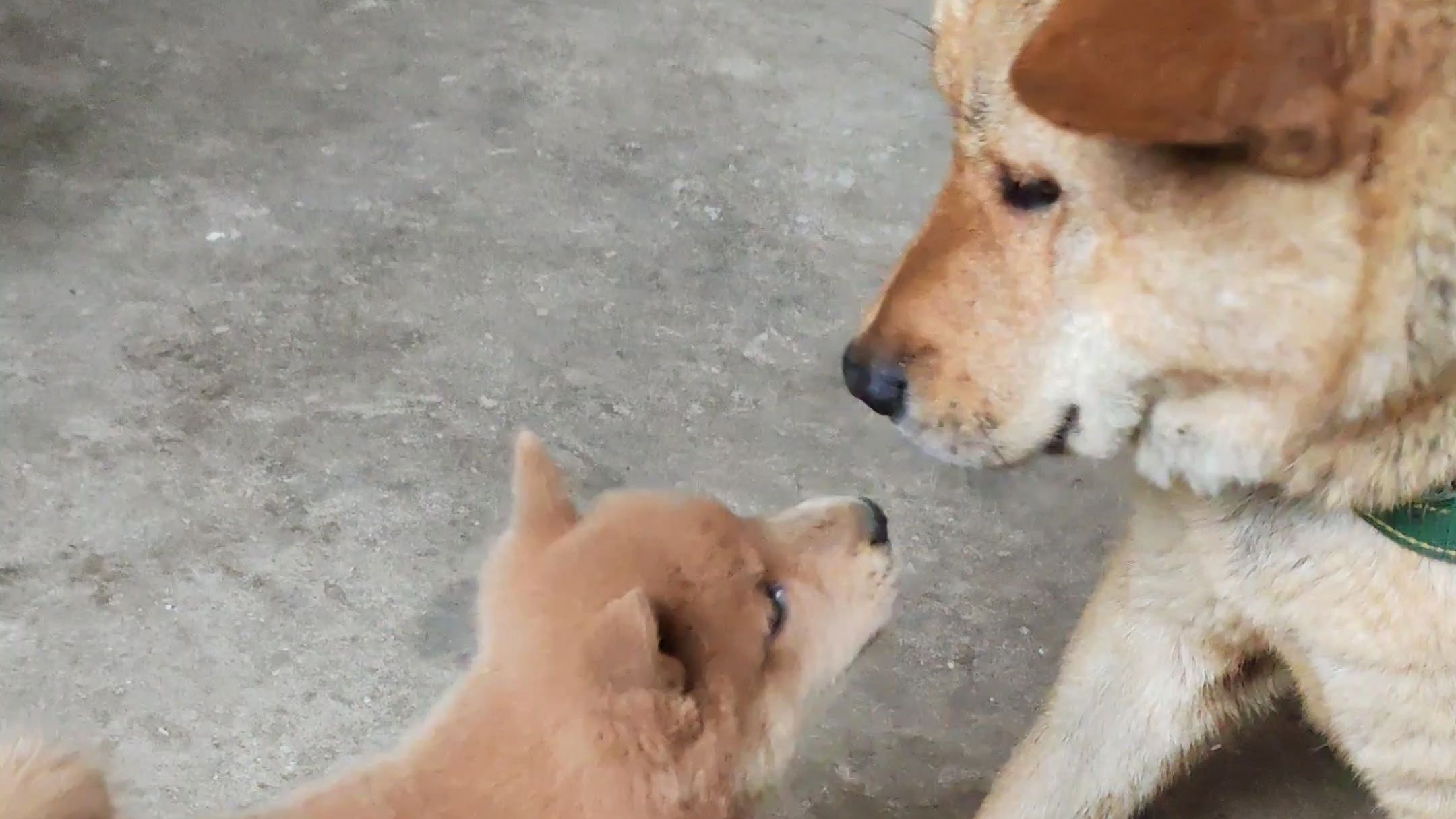 小奶狗贴脸感谢狗叔分面包给它吃！