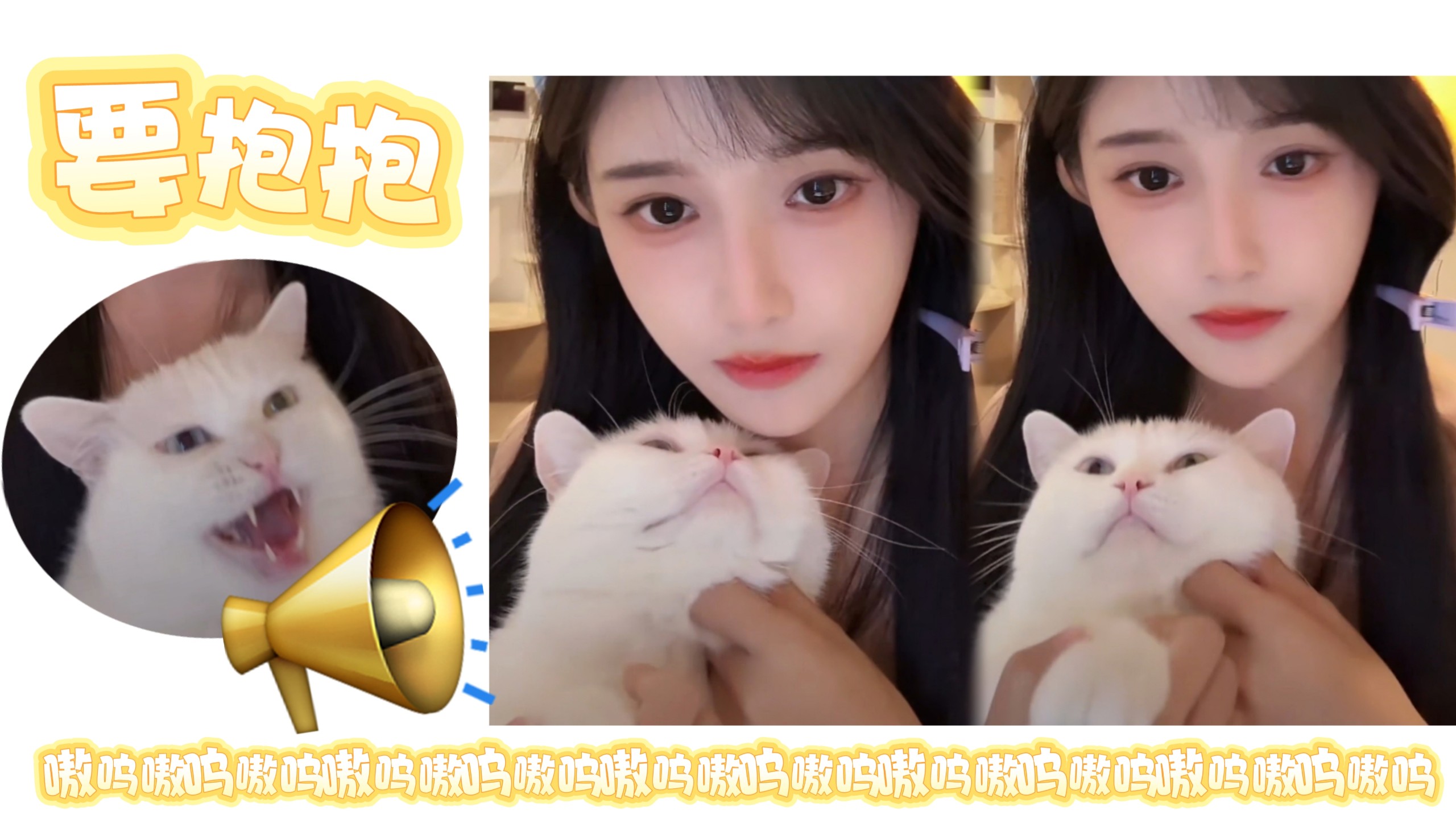 【惨哥儿】粘人的小猫咪抱要在怀里才会安静，不嗷呜嗷呜嗷呜嗷