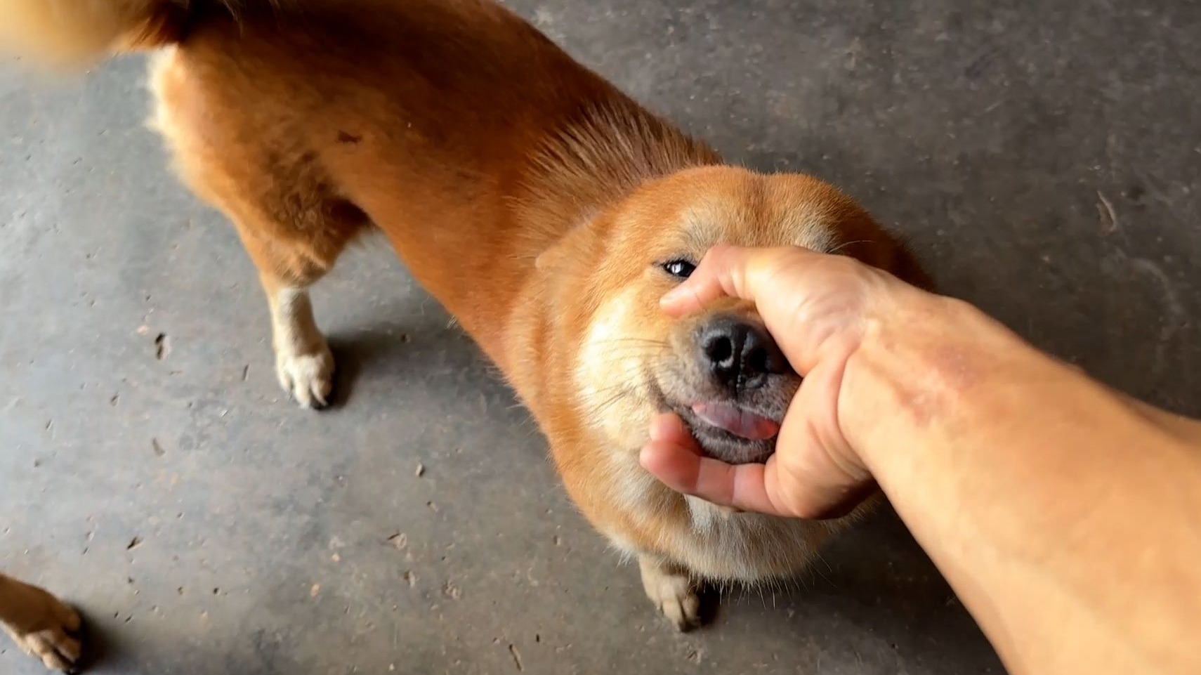 狗子：又是握狗嘴
