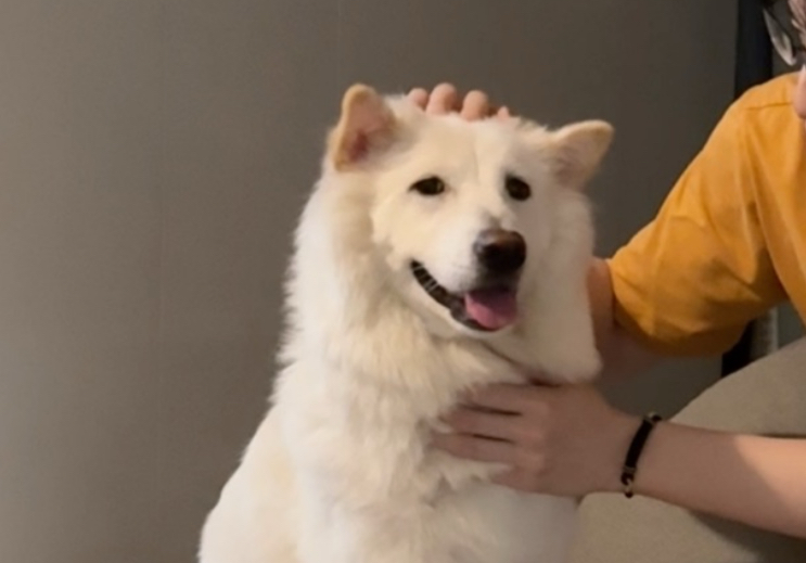 【冷风宇宙】下雨出不了门，跟小狗讲道理～