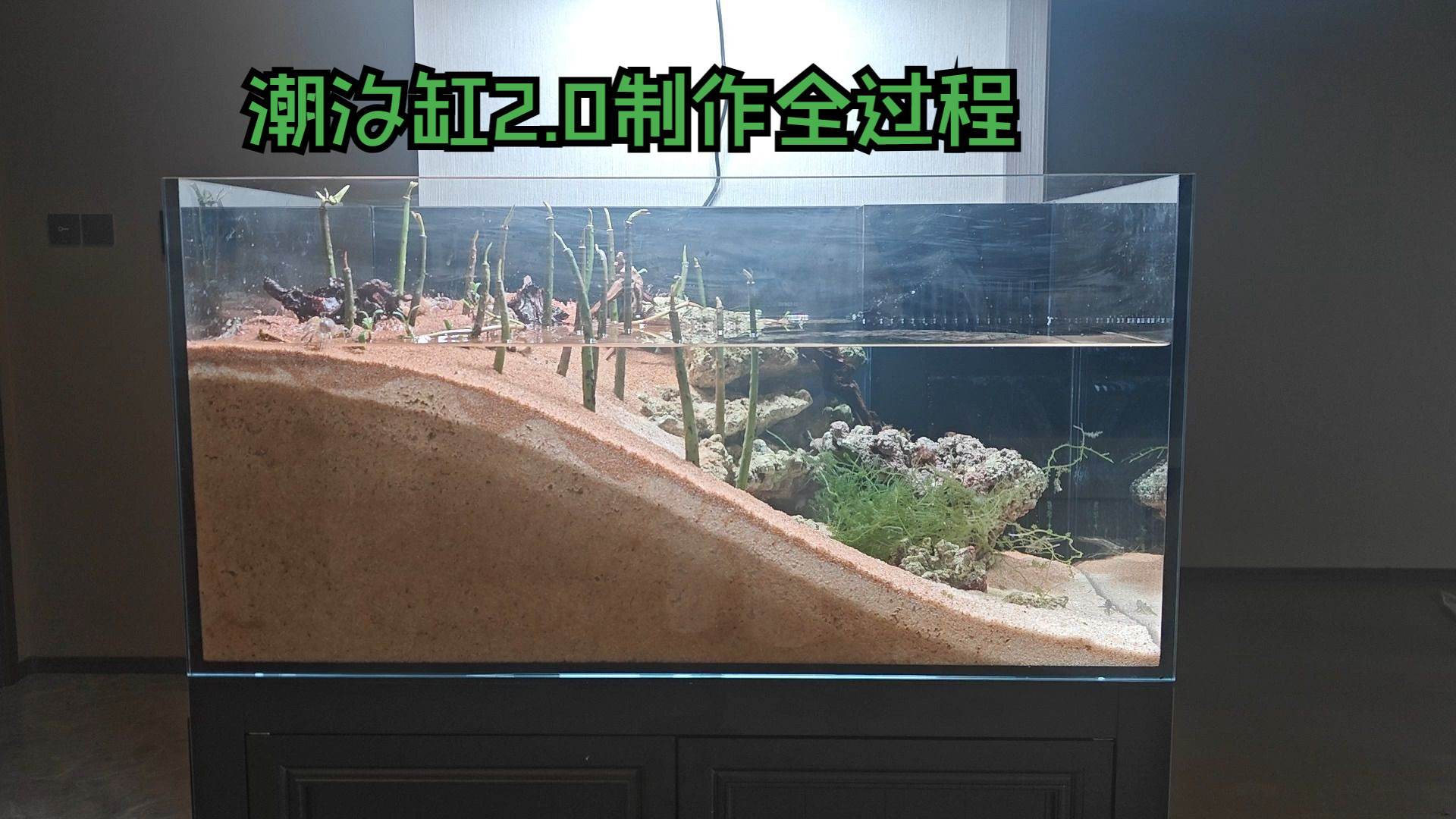 直接放  潮汐红树缸2.0制作全过程