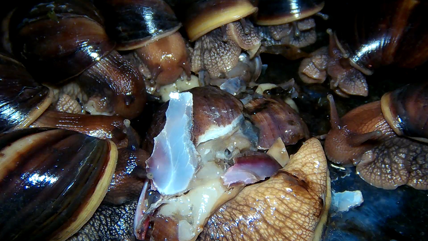 （吃播）非洲大蜗牛正在聚餐