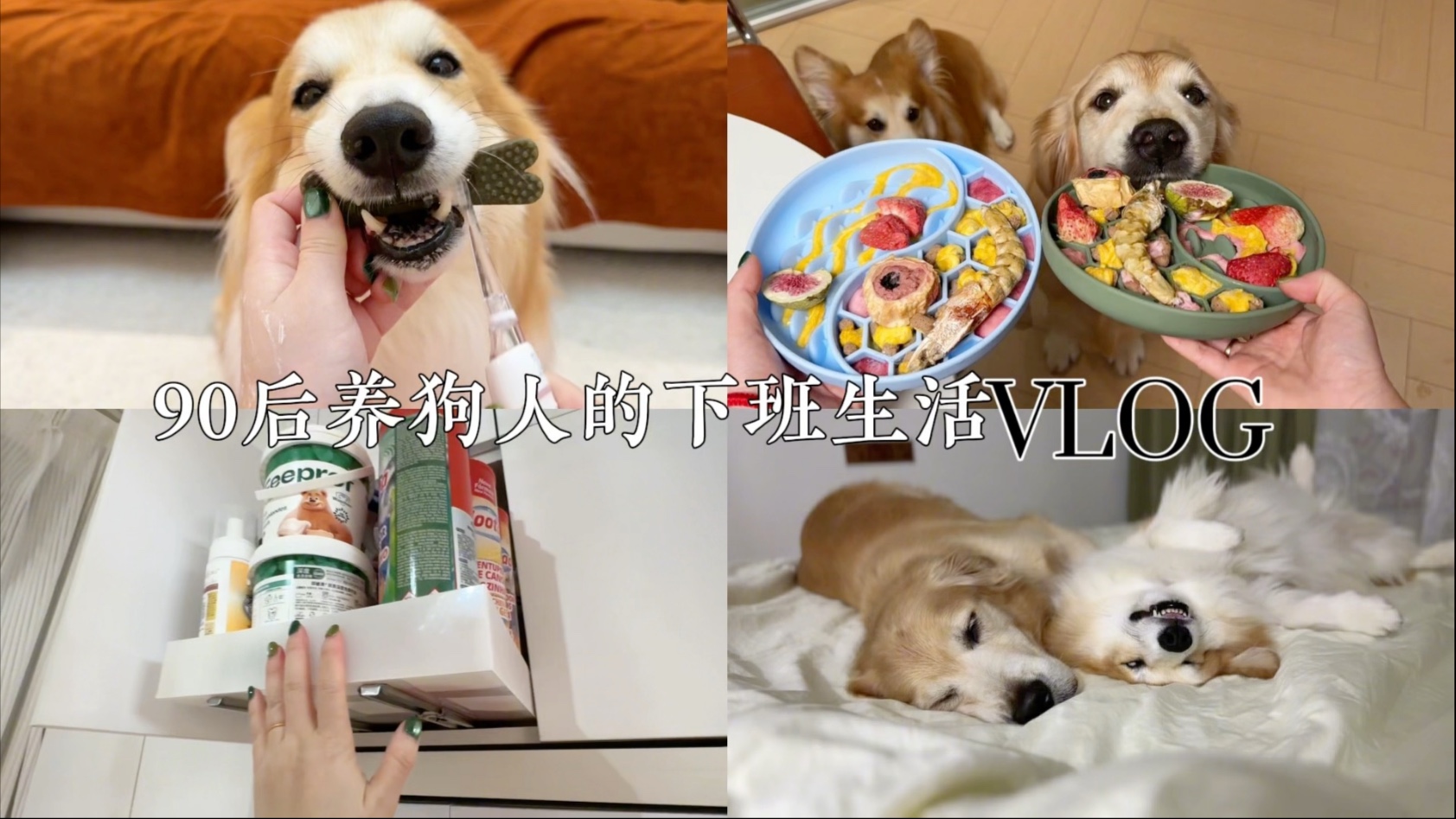 沉浸式养狗vlog！加班后的下班时间好像按下了加速按钮……
