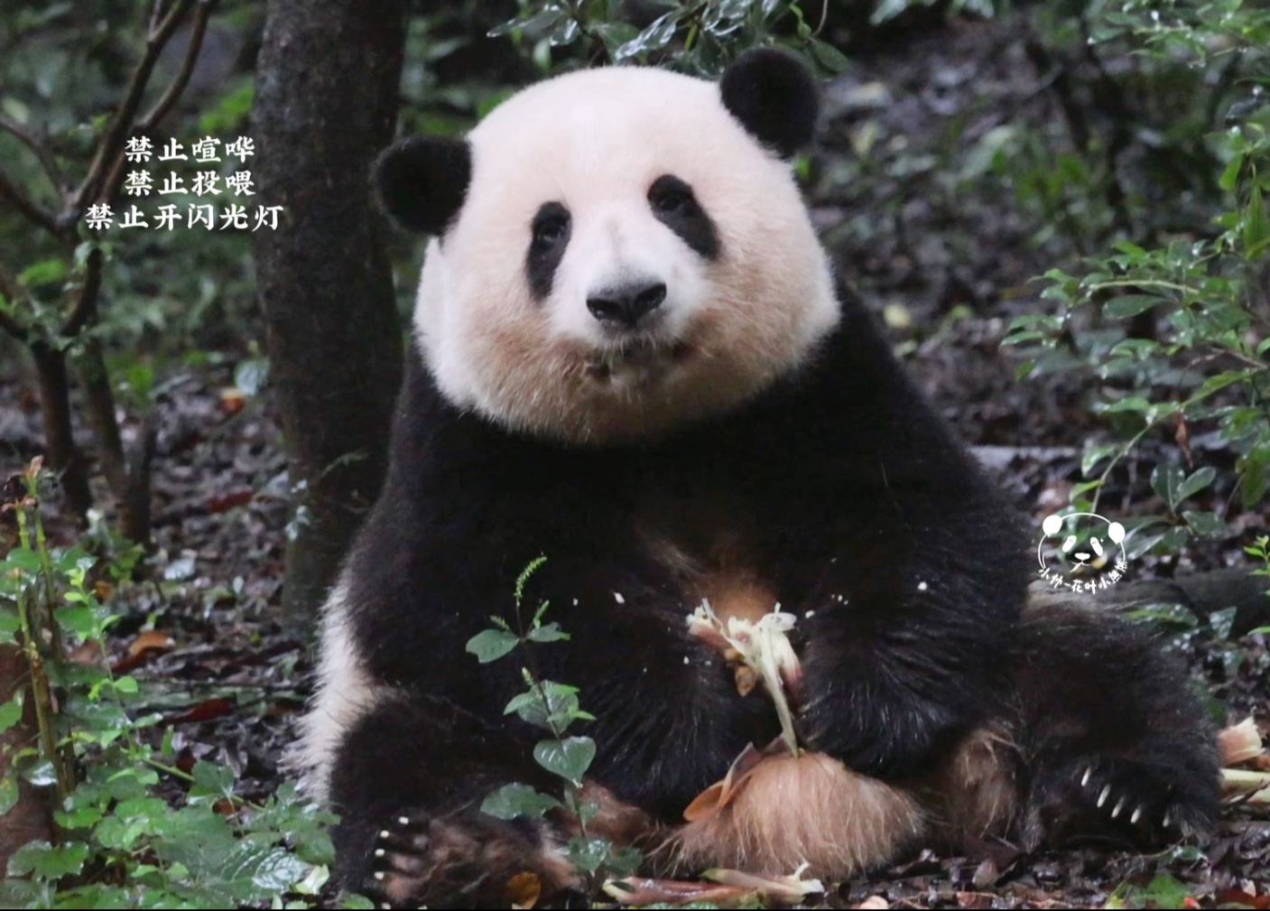 标致的小花花，美得让人挪不开眼