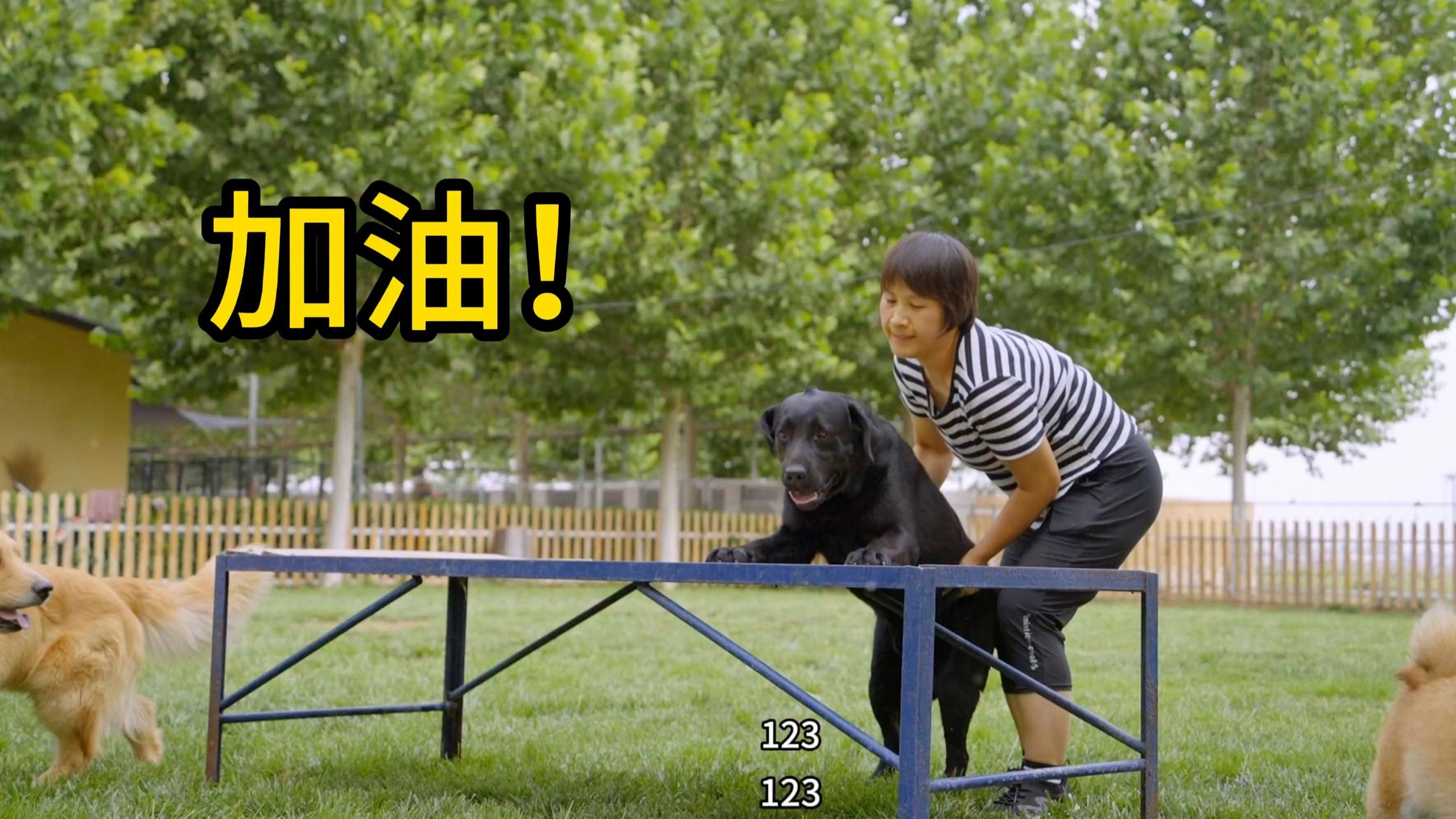 有没有搞错，你可是拉布拉多啊，怎么可以笨成这样？