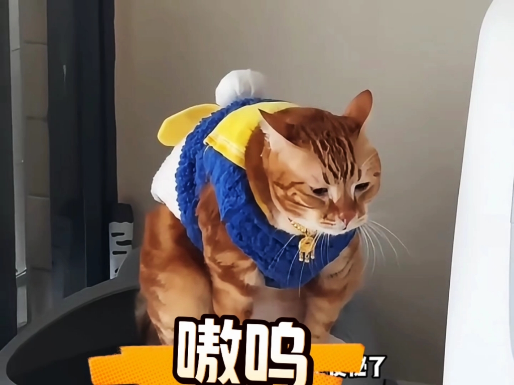 猫咪便秘，光吃不拉还是另有隐情？