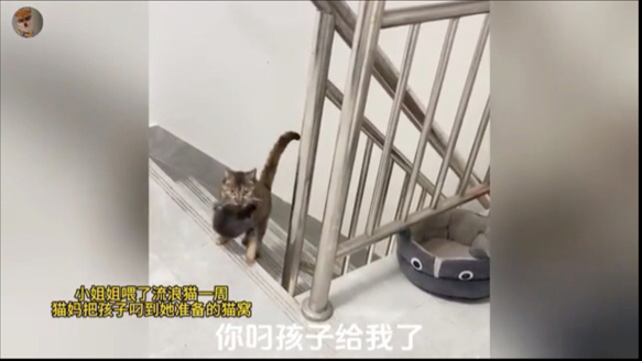 一周前收留了一只躲雨的流浪猫，没想到今天她把小猫们全带来了