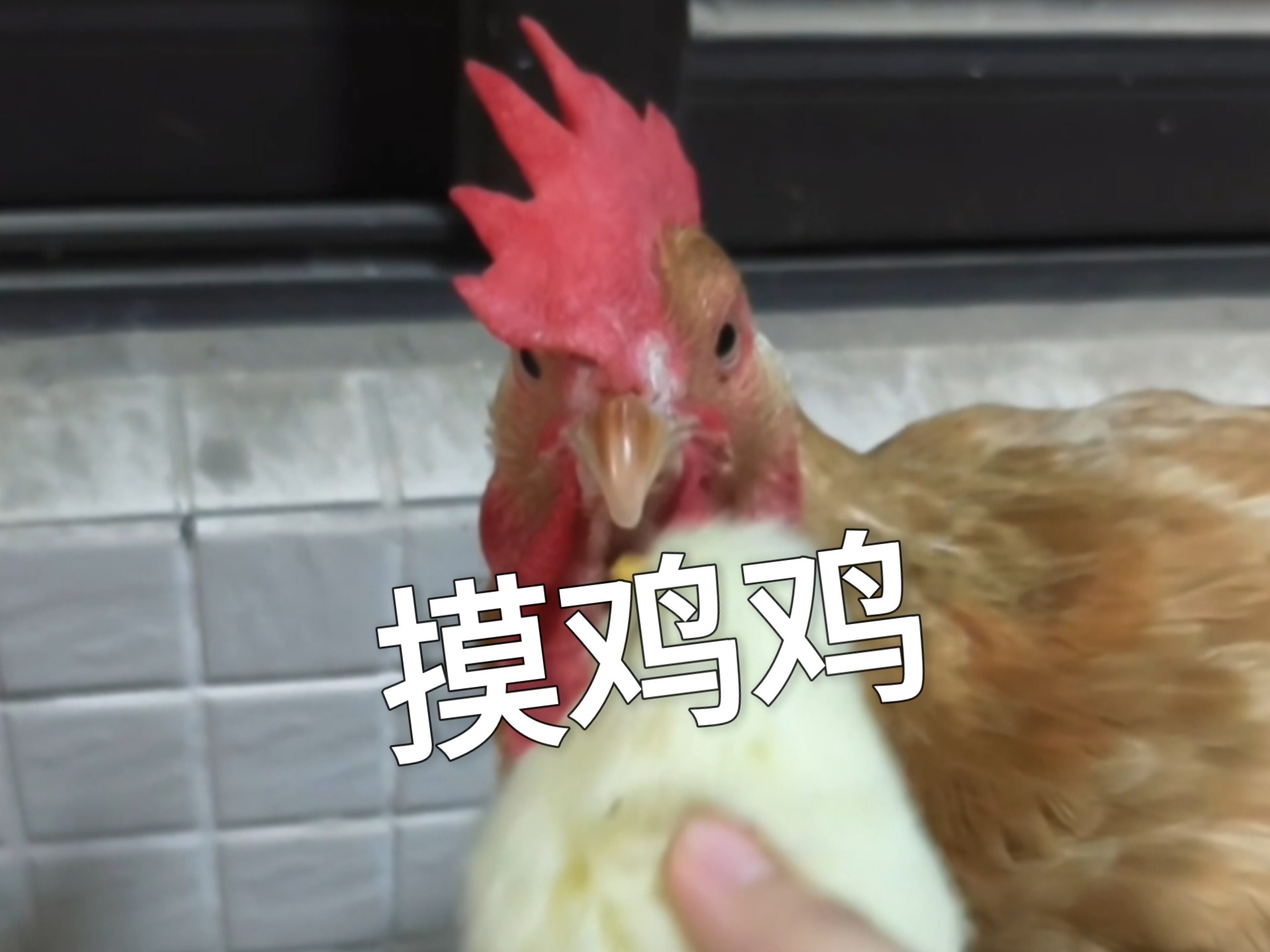 这鸡咋越看越像人呢？