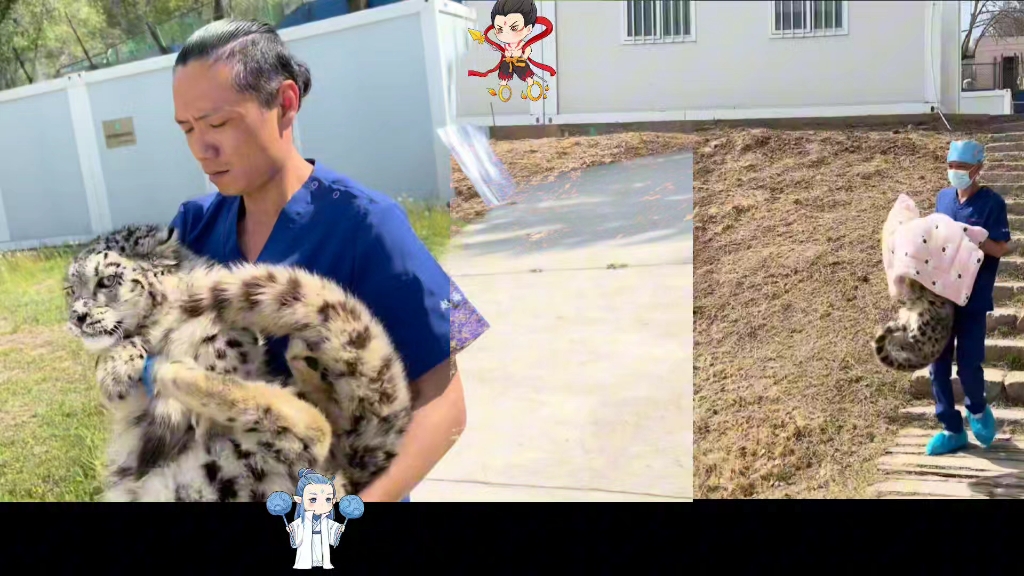 魔丸灵珠西野双子星