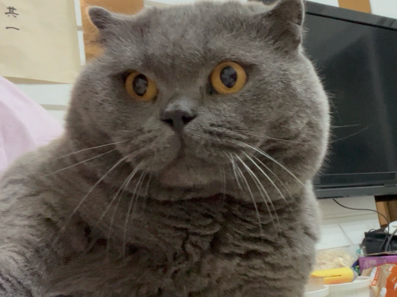 60块钱买了一个自动喂食器用来控制土豆体重，绝育之后太能吃了