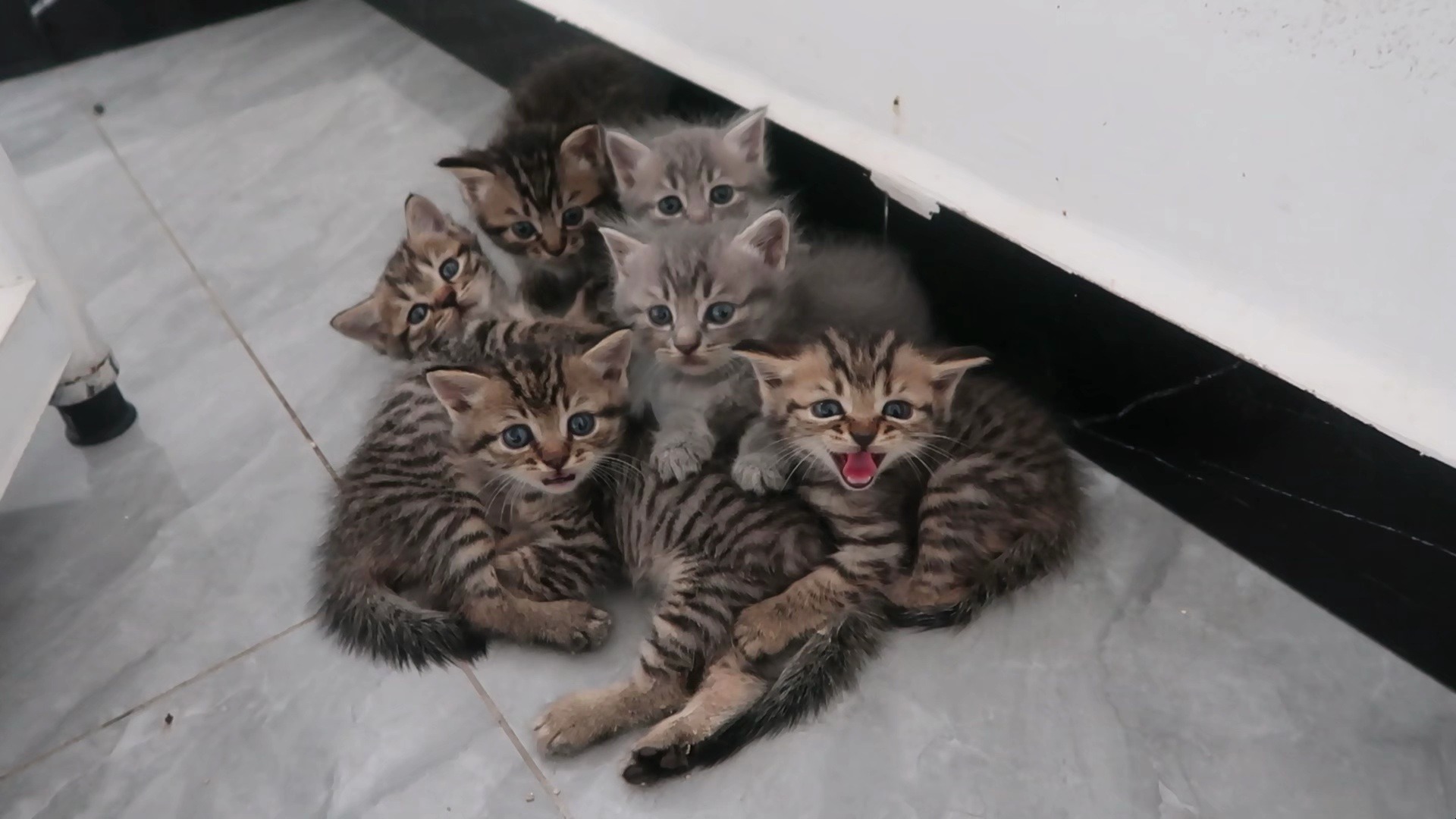 猫妈妈不在，宝宝们挤作一团，乖乖等妈妈回来