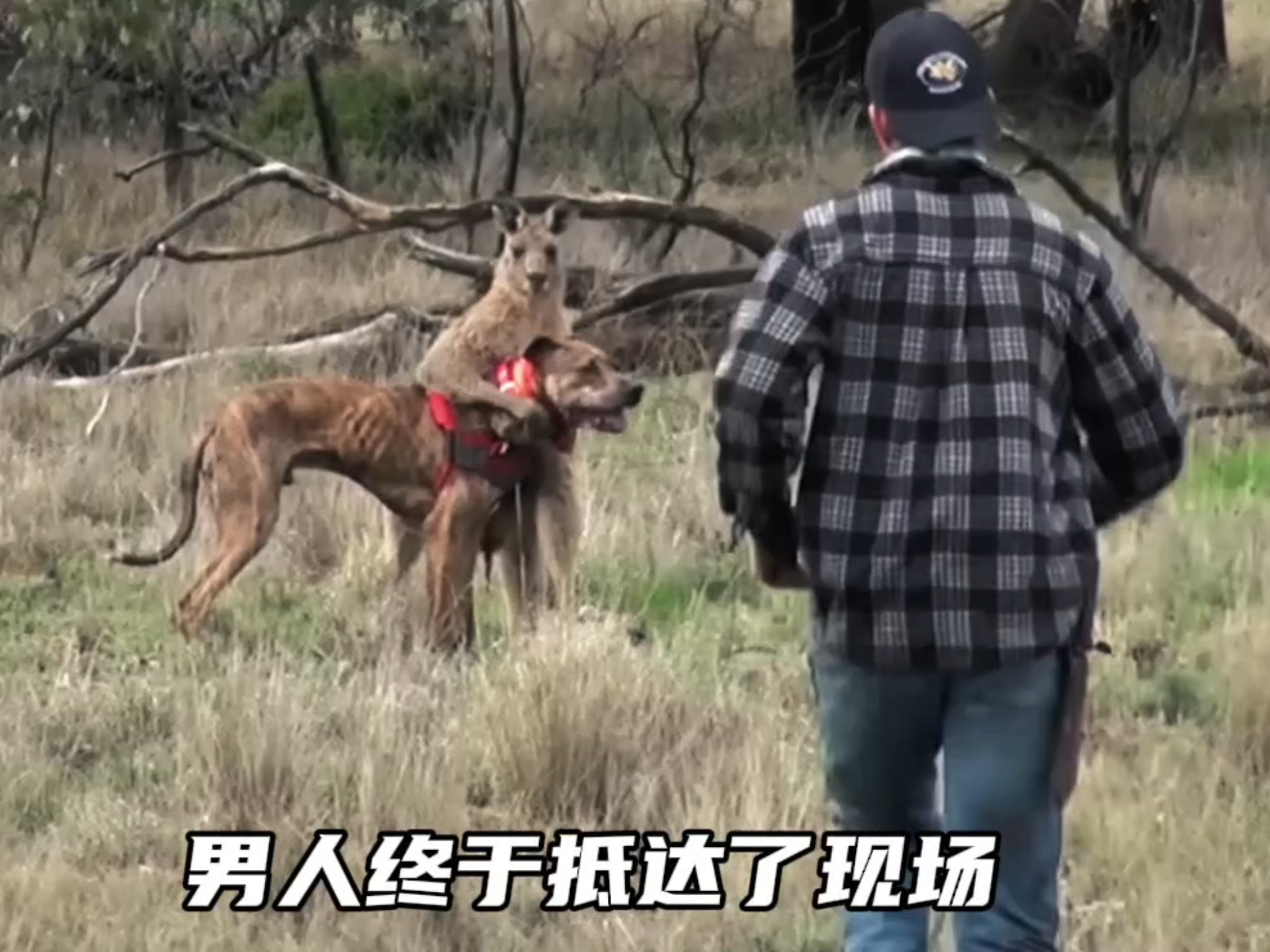 人类与狗的羁绊，5场狗救人的中燃场面讲解！！