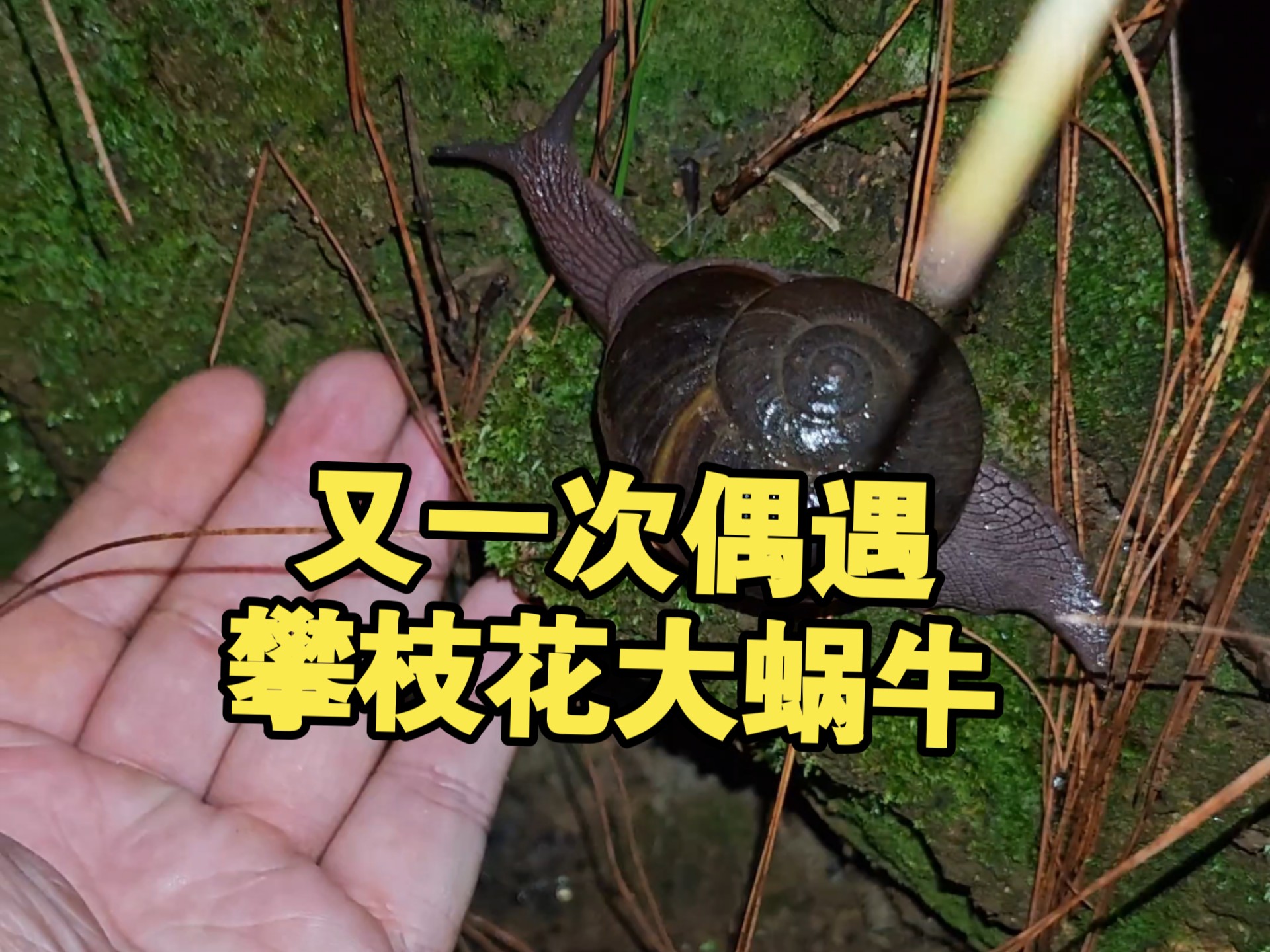 又一次在深夜山上偶遇了攀枝花大蜗牛还有笄蛭涡虫和疤步甲