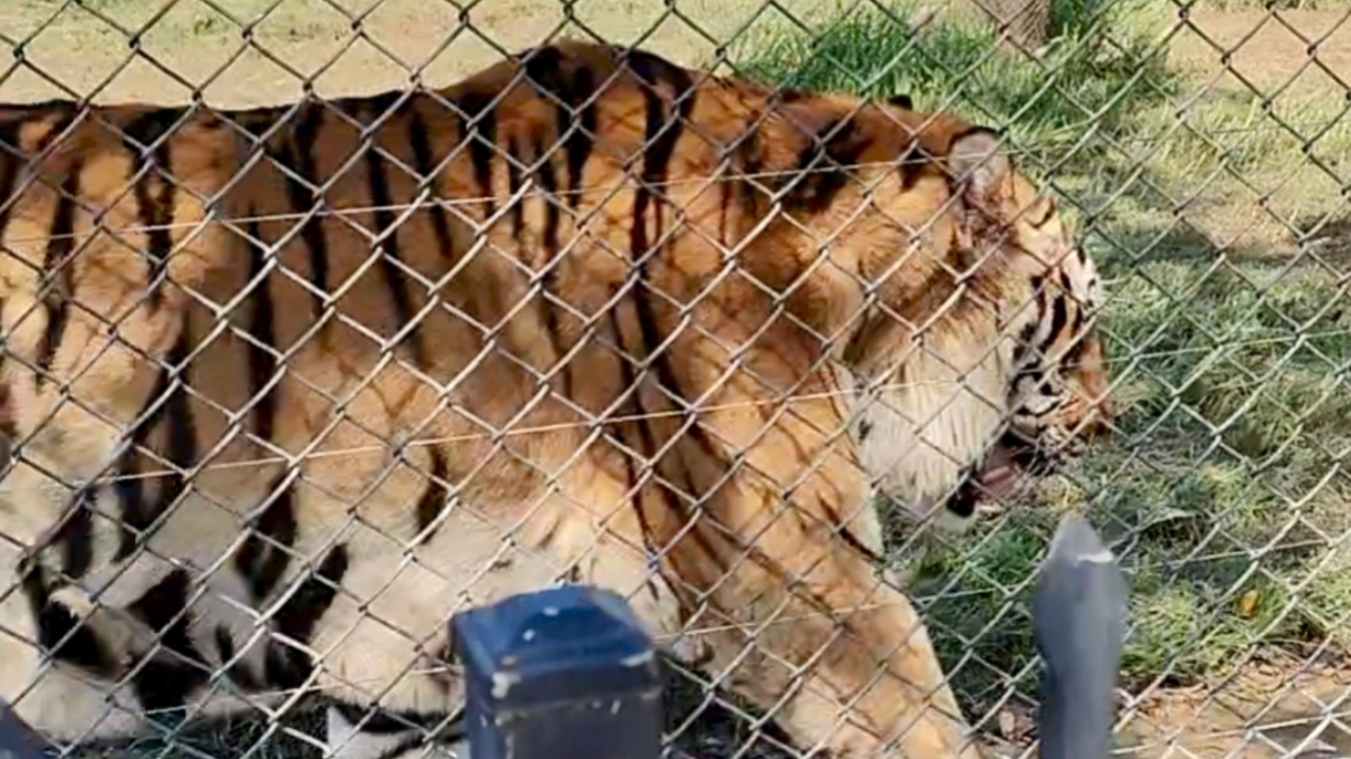 25.8.13开播前和麟麟一起散步