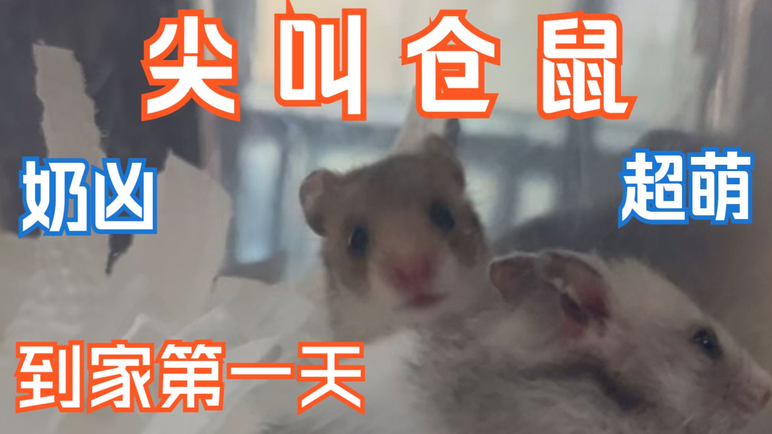 尖叫仓鼠接回家第一天差点被咬，看看几天能养熟奶凶但超萌的金