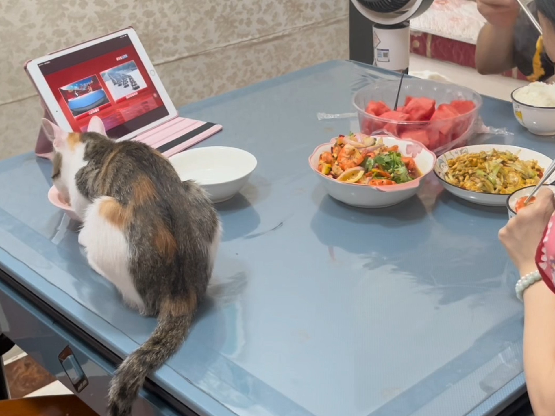 第九集:小猫上桌吃饭