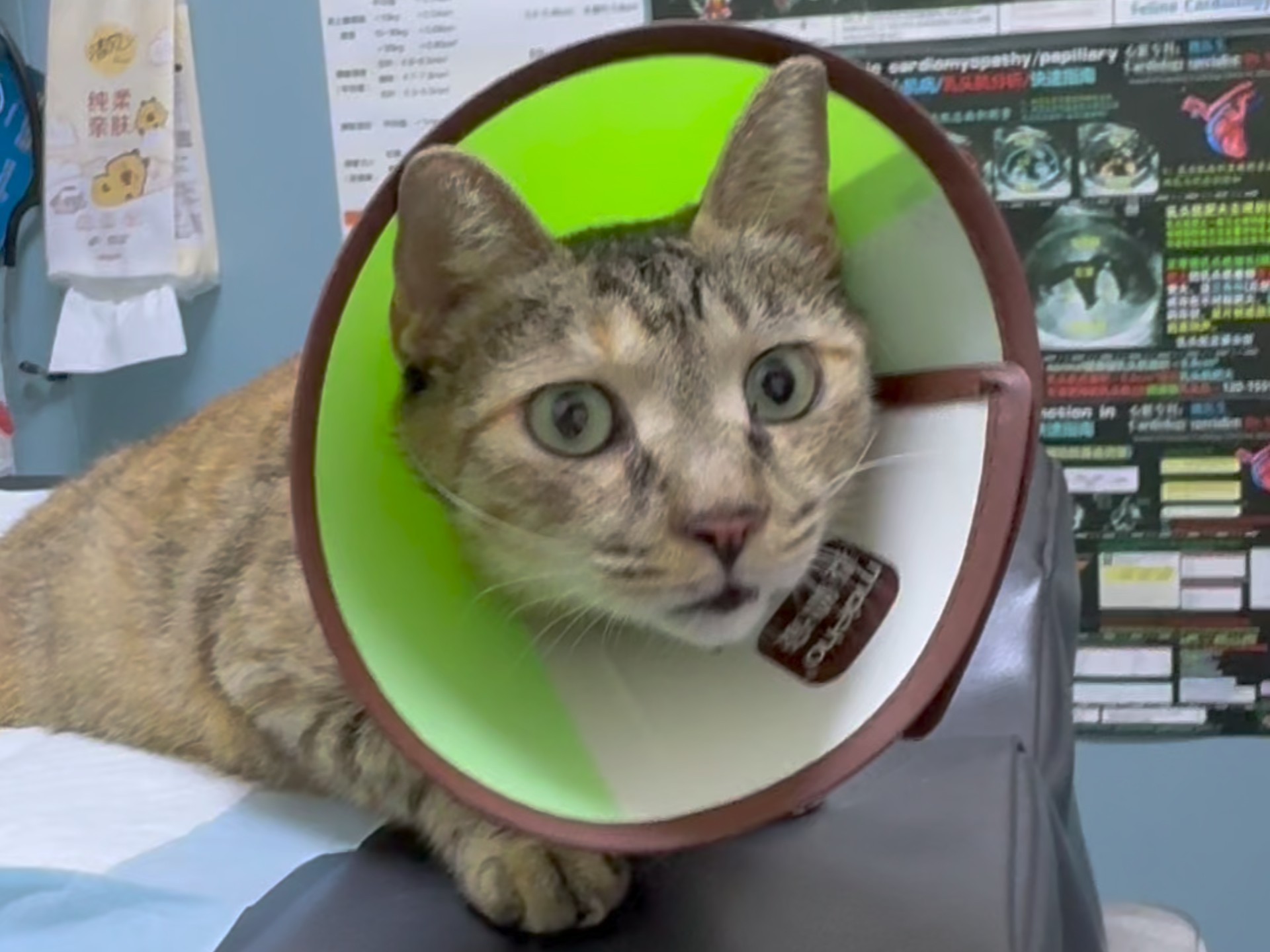 万万没有想到，外卖小哥捡到一只怀孕的母猫。