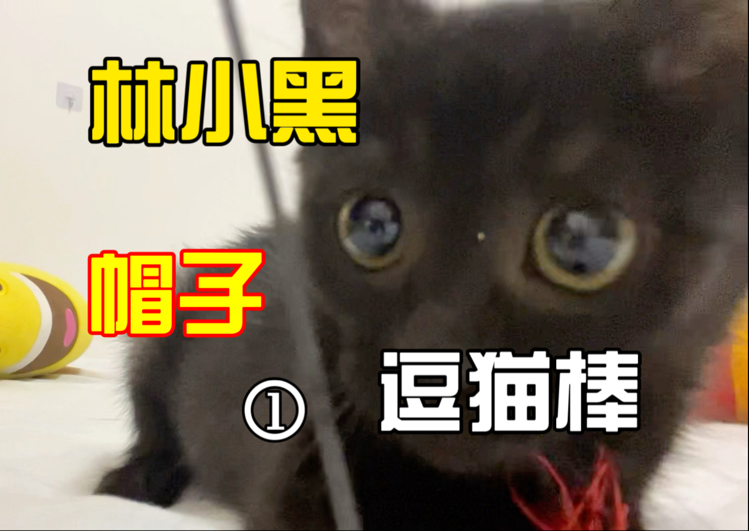 小猫是健康的，我没有虐待她。