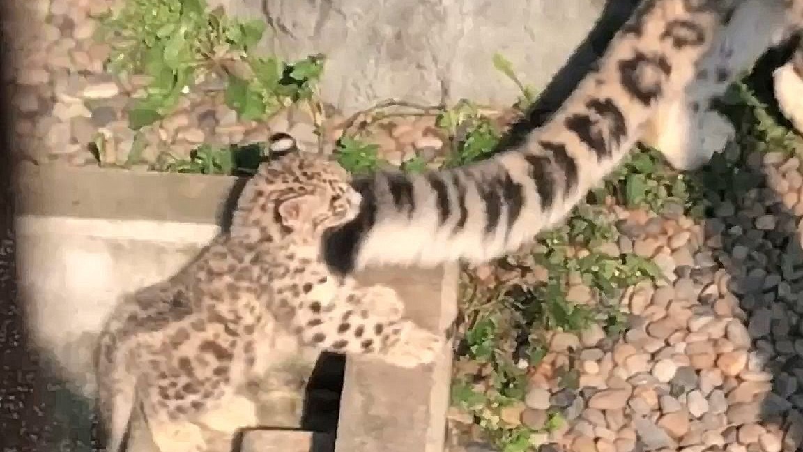 “小雪豹还没妈妈尾巴长”偷袭豹妈玩耍，大尾巴成为小雪豹的玩