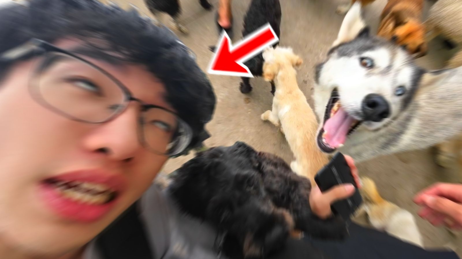 人生第一次被狗玩...