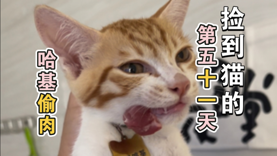 捡到猫的第五十一天 哈基米陪买菜和偷肉吃
