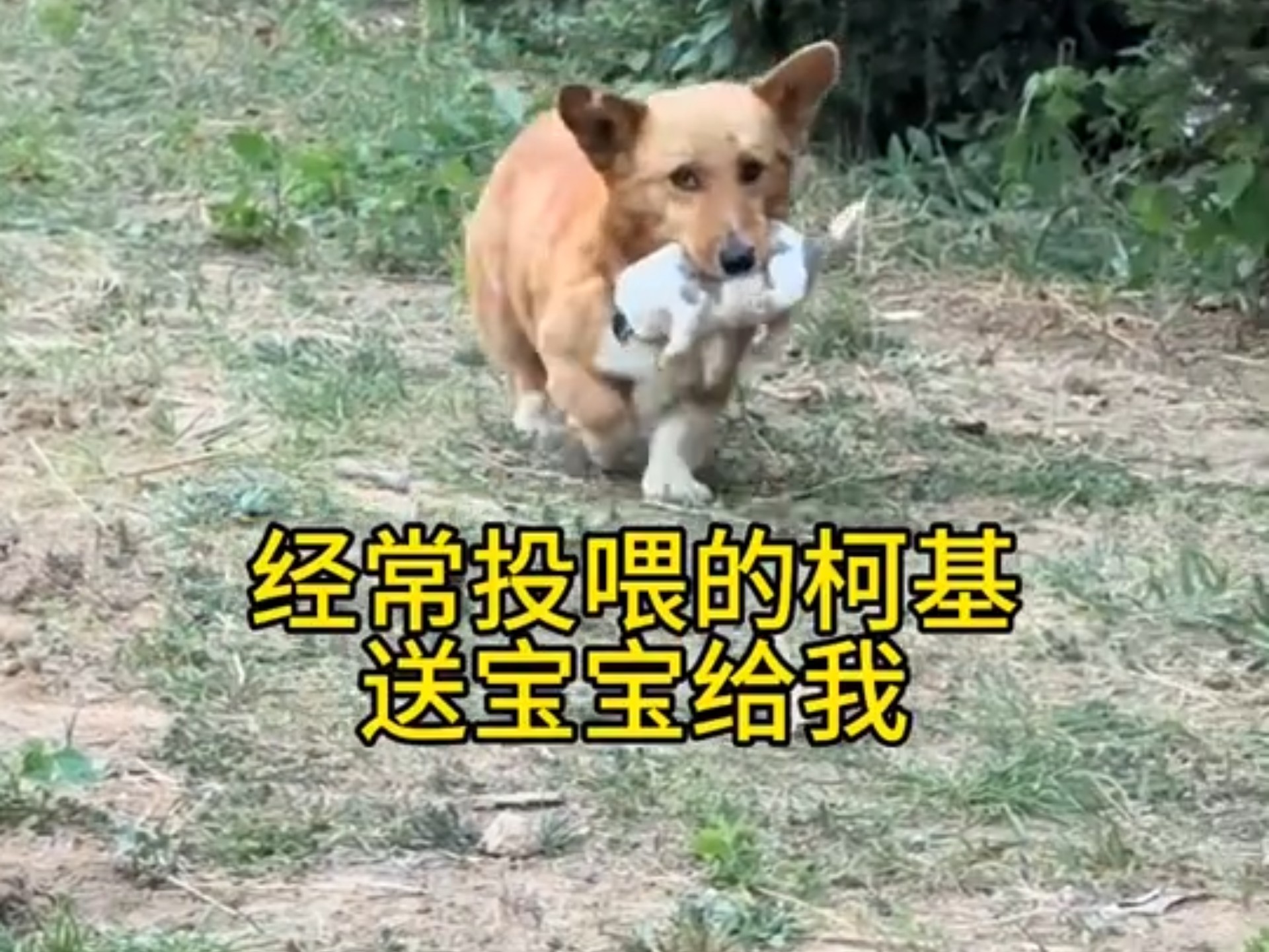 流浪柯基妈妈送我的礼物，太有灵性了！