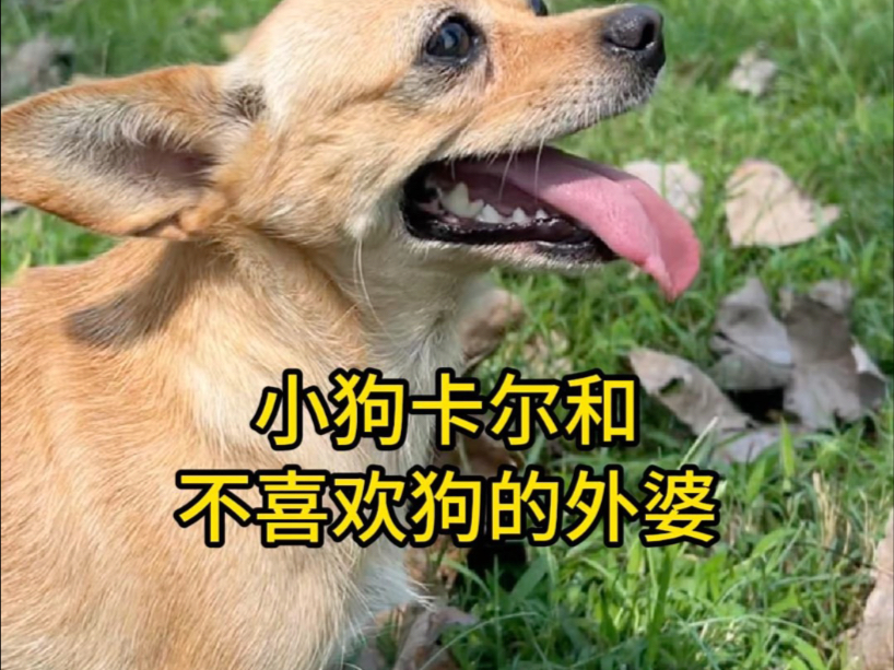 小狗卡尔和不喜欢狗的外婆