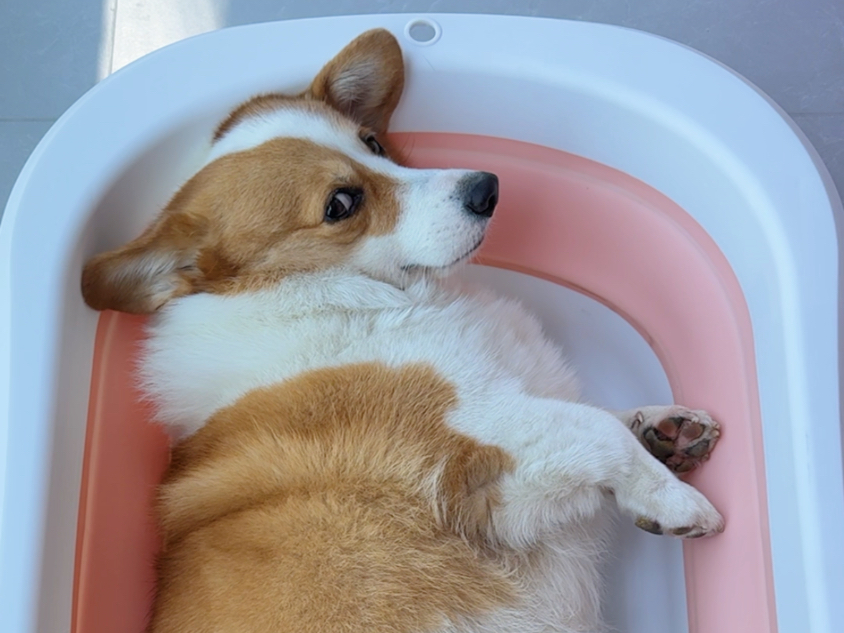 噜啦噜啦嘞系列回归啦~