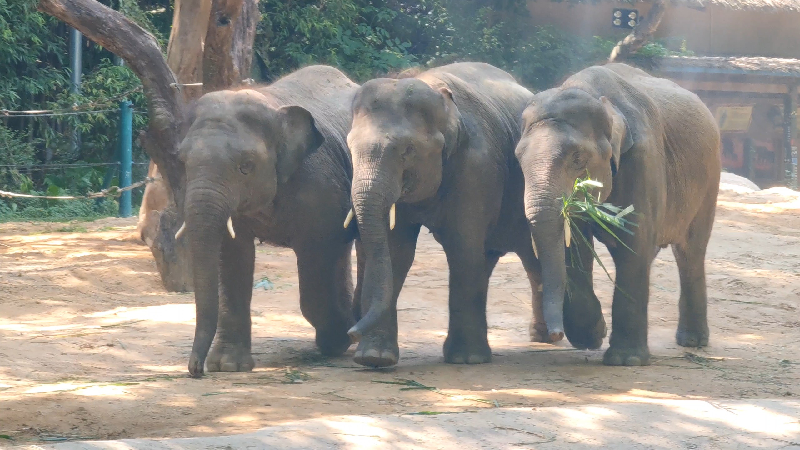 象园三杰。真的好可爱好治愈！要一直这么在一起呀