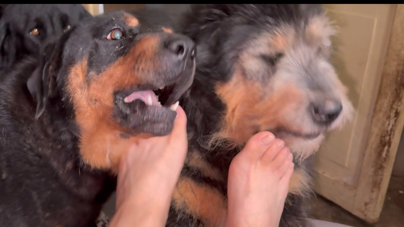 每天一睁眼就被一群狗子围着疯狂撒娇是什么感受！真的是拦都拦