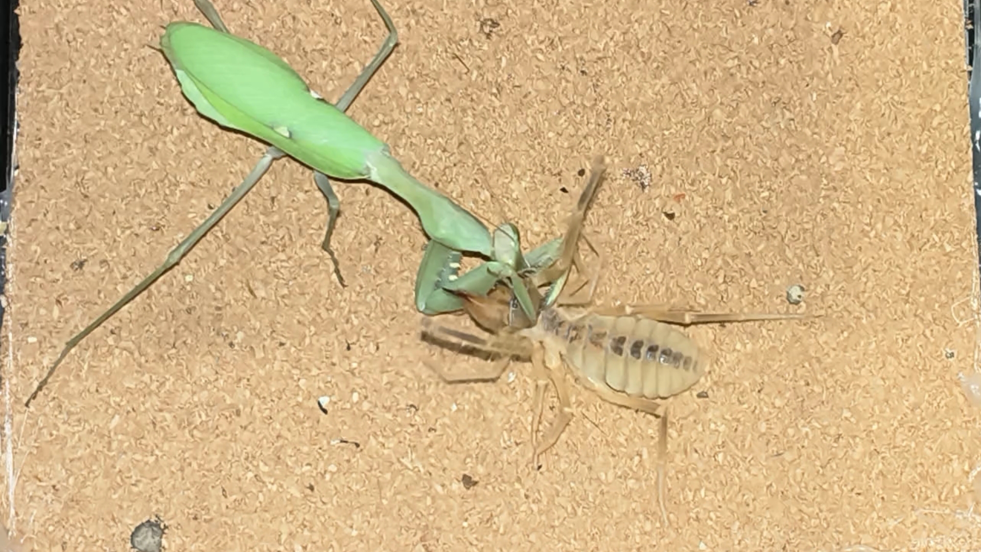 （斗虫）绿巨螳VS烟色盔日蛛