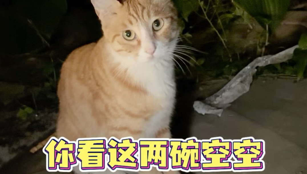 小流浪的日常要饭……