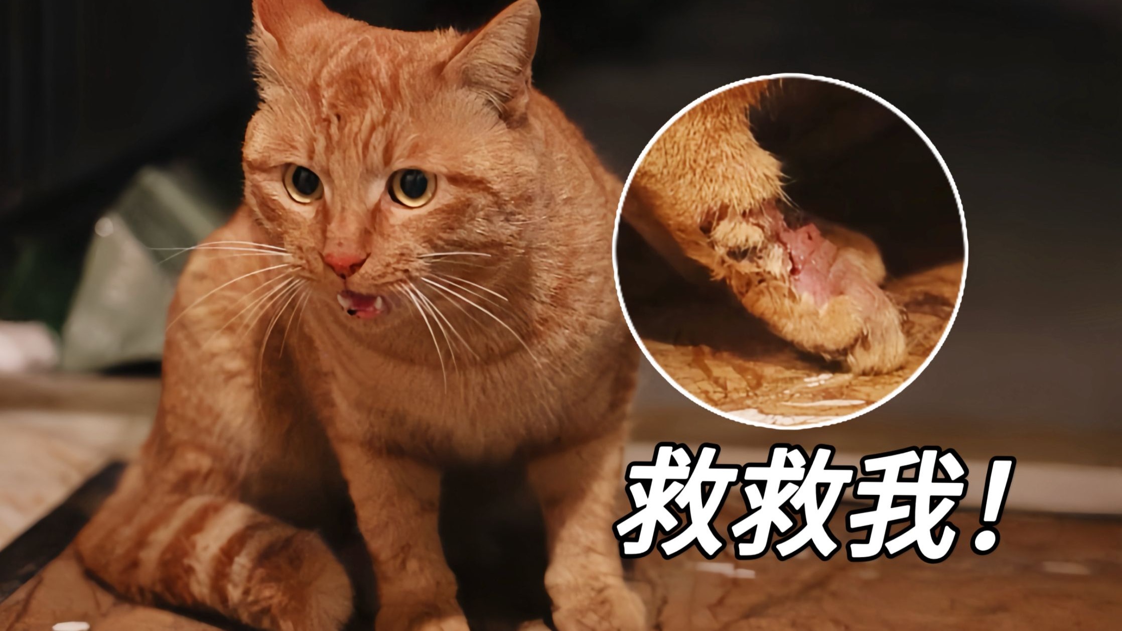 受伤流浪猫深夜敲门求助：救救我，快坚持不住了