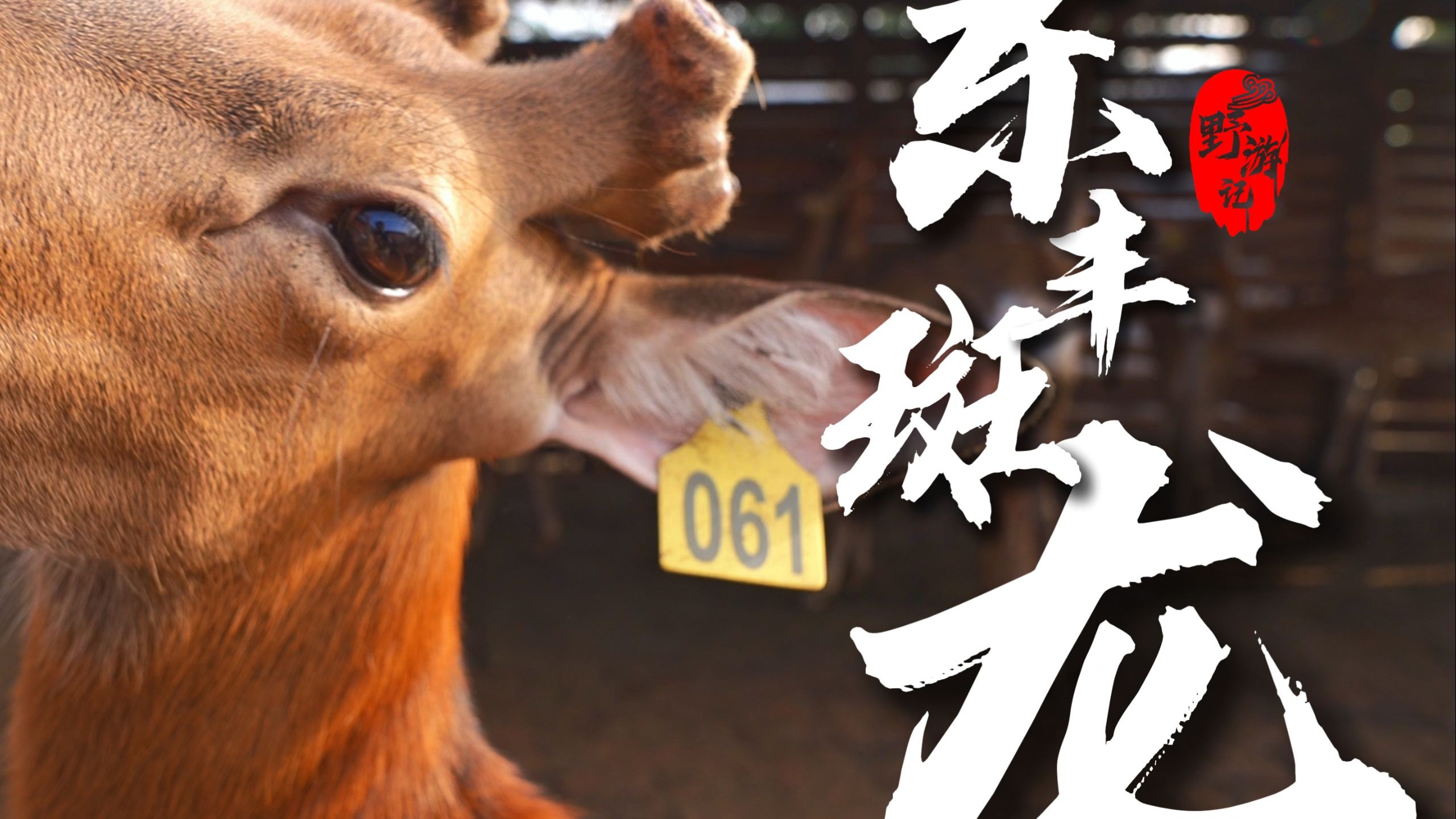 鹿茸是怎么割的？