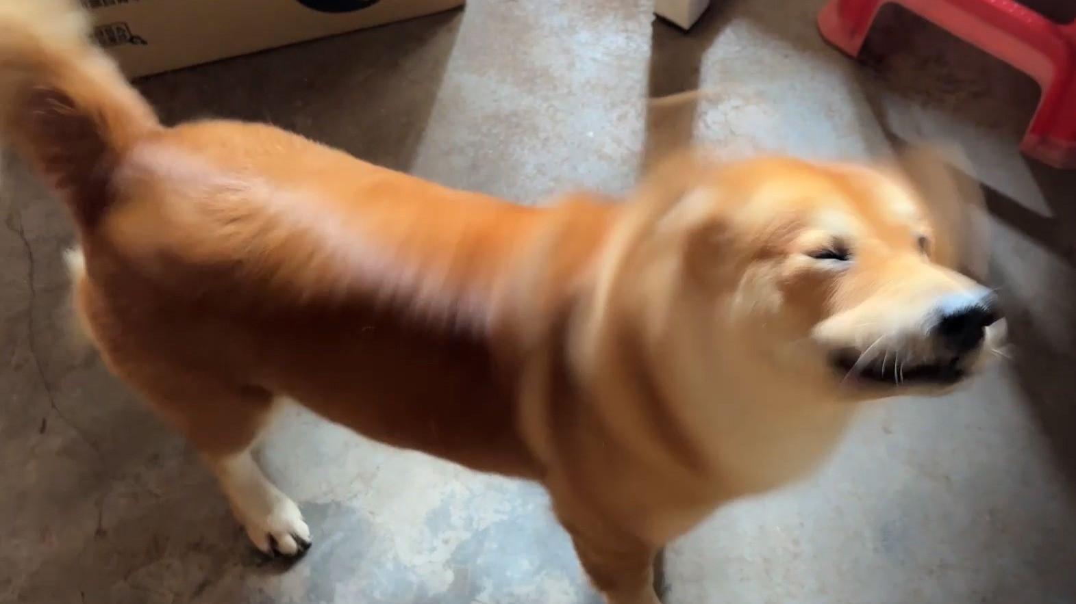 狗子：欺负我，我开始摇狗了