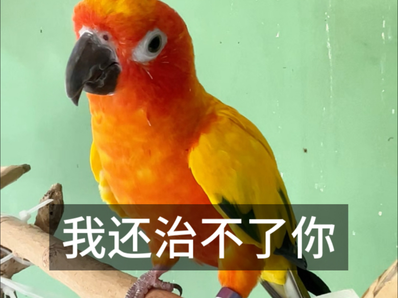 我家金太阳就怕小竹棍，屡试不爽