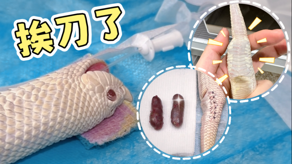 【肥胖症猪鼻蛇】终于把胖胖肿大的臭腺给摘了！手术台上小肚腩
