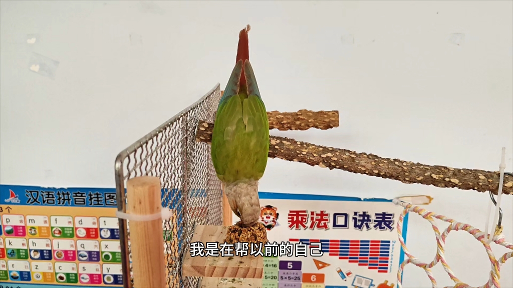 我不是爱鸟人士，我不在乎你们的鸟