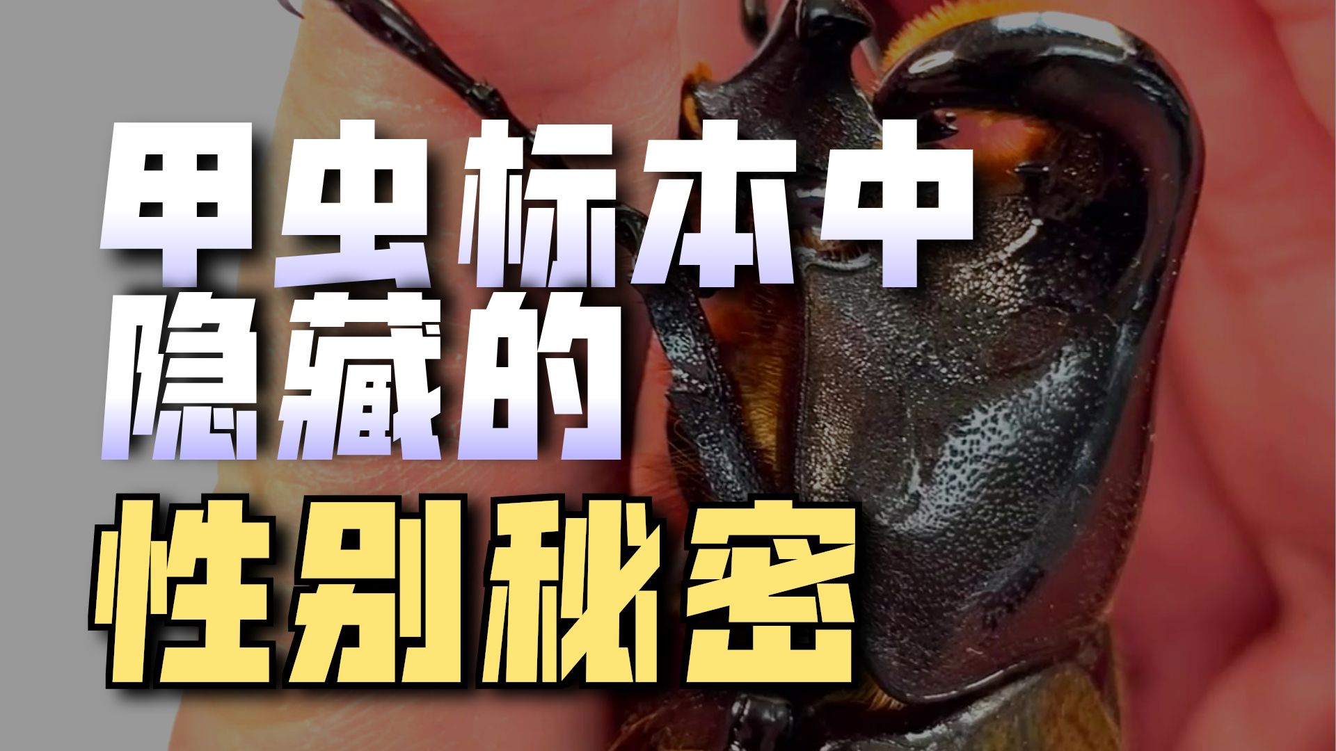 【少科·草丛日记】嵌合体长戟大兜虫