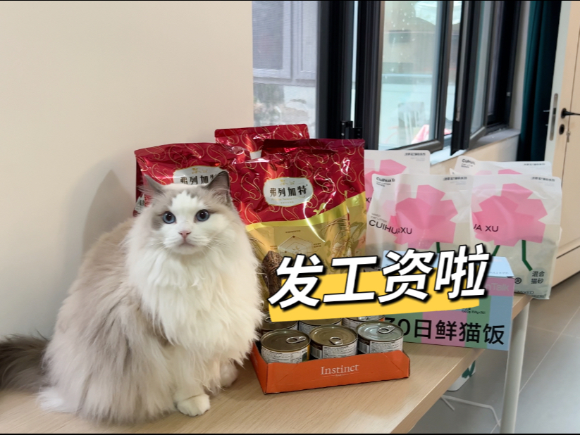 养六只布偶猪一个月竟然花费不到一千、你敢信吗？