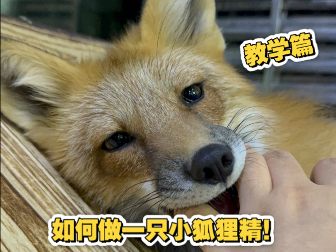 【麻薯教学篇】如何做一只小狐狸精～