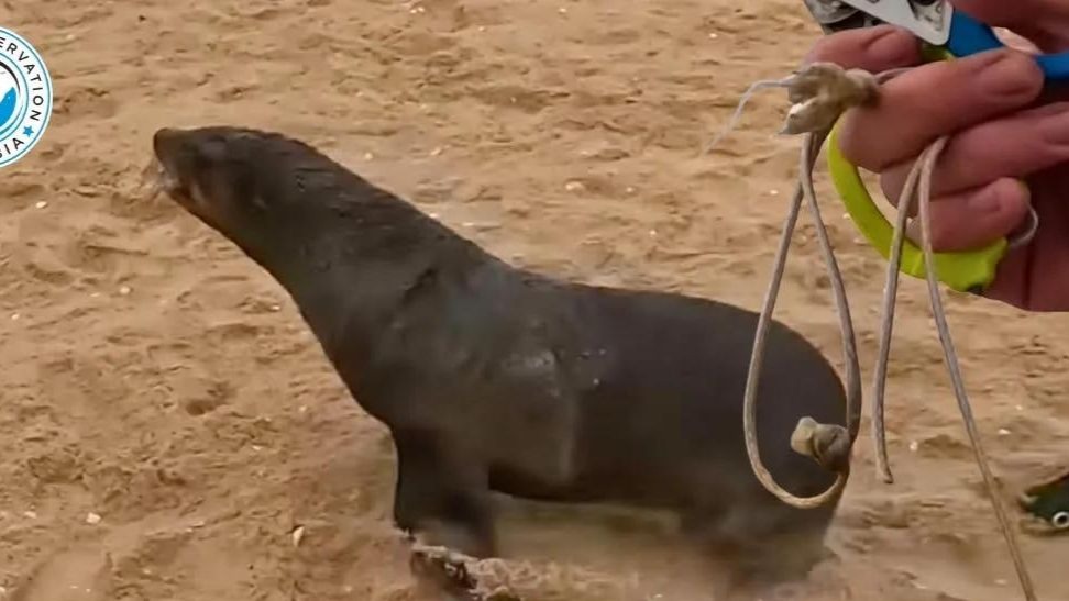 不仅仅是钓鱼装备，所有垃圾都致命！【纳米比亚海洋保护队】