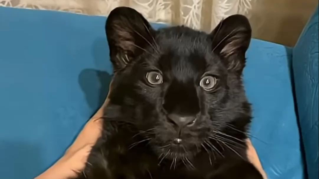 牛多奶少！小黑豹怎么不算奶牛猫呢