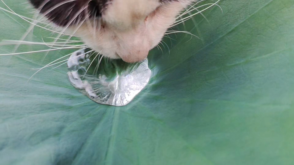 哈汲咪那每露嘬～（边哈气边喝水版）